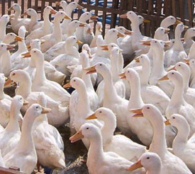 Ԥ��������Ѽ�����ּ���������